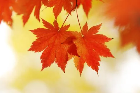 Autumn maple leaves Stock Photos