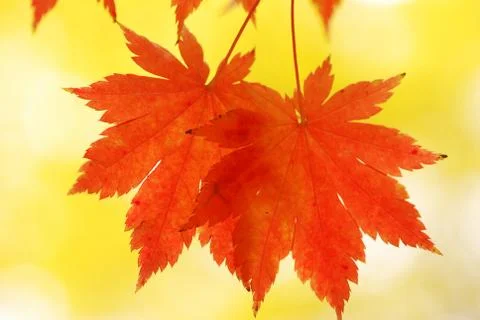 Autumn maple leaves Foto stock