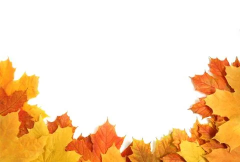 Autumn maple leaves Stock Photos
