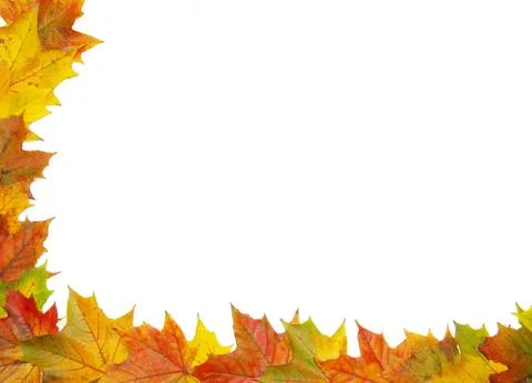 Autumn maple leaves Stock Photos