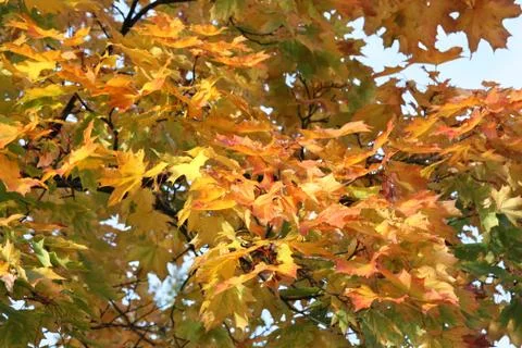Autumn maple leaves Stock Photos