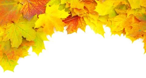 Autumn maple leaves Stock Photos