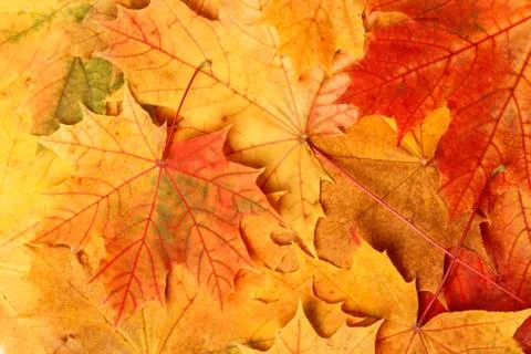 Autumn maple leaves Stock Photos