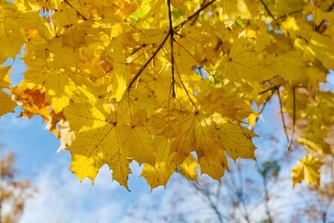 Autumn maple leaves Stock Photos