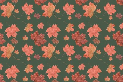 Autumn maple leaves Stock Photos