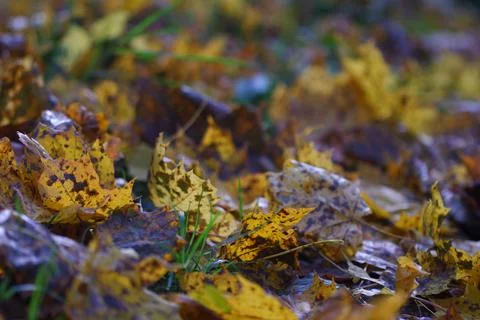 Autumn maple leaves Stock Photos