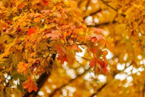 Autumn Maple Leaves Stock Photos