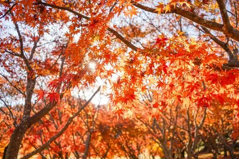Autumn Maple Leaves Stock Photos