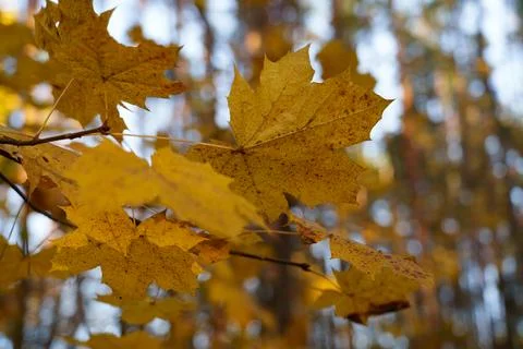 Autumn maple leaves Foto stock