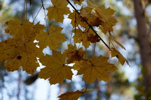 Autumn maple leaves 库存照片