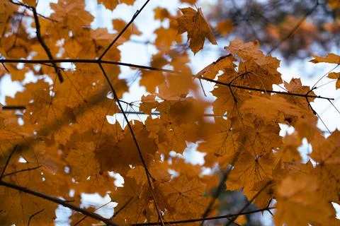 Autumn maple leaves Fotos Stock