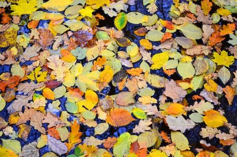 Autumn maple leaves. Red and yellow maple leaves lying on the ground after rain Stockfoto's