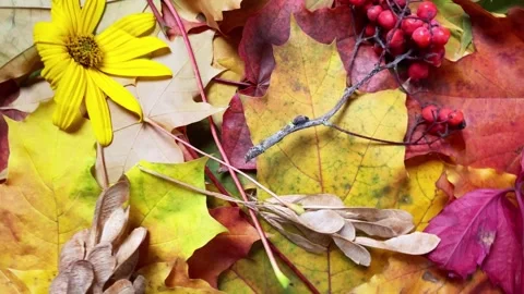 Autumn maple leaves rotating background Stock Footage 251707491