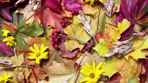 Autumn maple leaves rotating Stock Footage 251707527