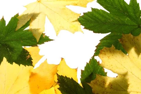 Autumn maple leaves seamless pattern background 스톡 사진