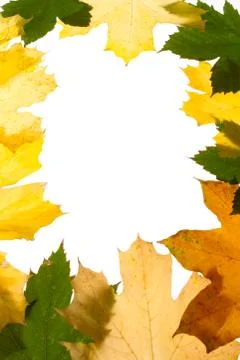 Autumn maple leaves seamless pattern background Stock Photos