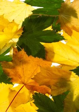 Autumn maple leaves seamless pattern background Stock Photos