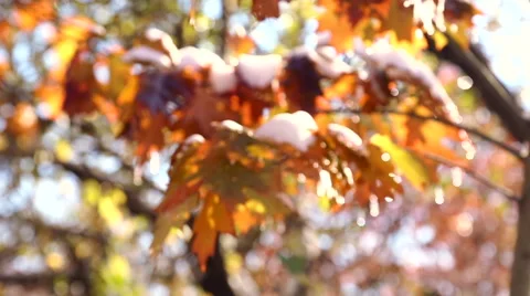 Autumn maple leaves in the snow. The first snow in the autumn park. Stock Footage 43049869