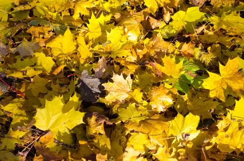 Autumn maple leaves sun rays Foto stock