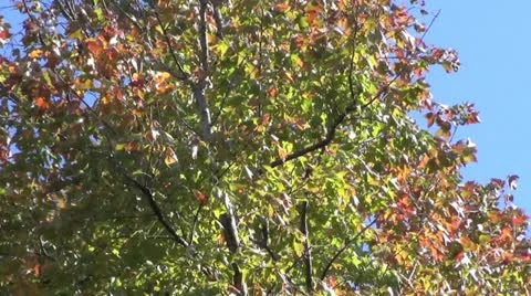 Autumn maple leaves swaying in the wind Stock Footage