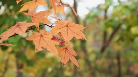 Autumn maple leaves swing in the wind Video stock 119008239