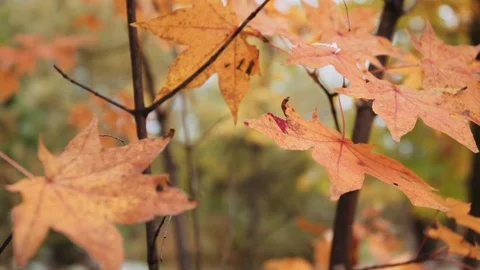 Autumn maple leaves swing in the wind Stock Footage 119012633