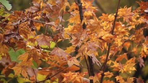 Autumn maple leaves swing in the wind Stock Footage 119014823