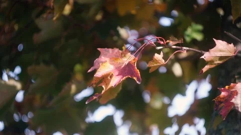 Autumn Maple Leaves swinging on a tree in autumnal Park. Fall. Autumn colorful Stock Footage 117131601