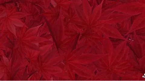 Autumn Maple Leaves Transition Video stock 161555486