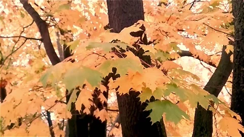 The autumn maple leaves on the tree are swaying in the wind. Stock Footage 160169523