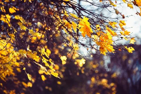 Autumn maple leaves on the tree Stock Photos
