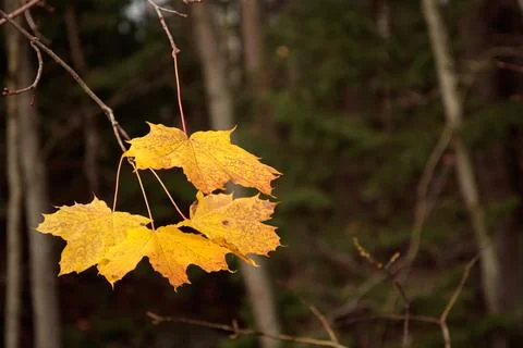 Autumn maple leaves on a tree Foto stock
