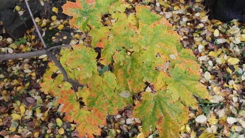 Autumn maple leaves in the wind Stock Footage 81091465