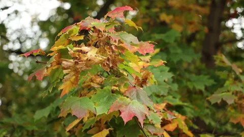 Autumn maple leaves in the wind Video stock 150324420