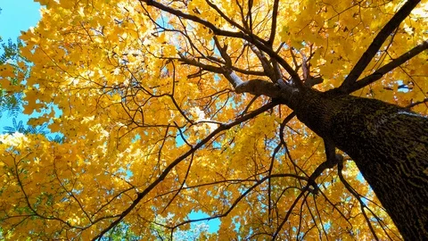 Autumn maple with a lush crown of yellow leaves, with the lower point Stock Footage