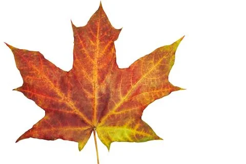 Autumn maple orange ginger leaf on white Stock Illustration