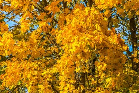 Autumn maple with orange leaves Stock Photos