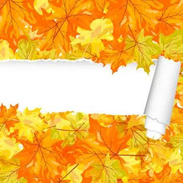 Autumn maple pattern with ripped stripe 스톡 일러스트