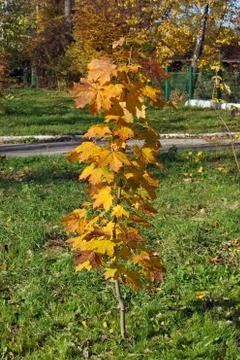 Autumn maple Stock Photos