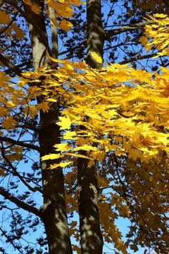 Autumn maple Stock Photos