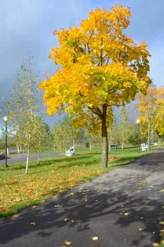 Autumn maple Fotos de archivo