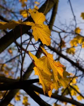 Autumn maple Stock Photos