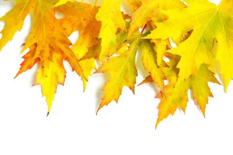 Autumn maple Stock Photos