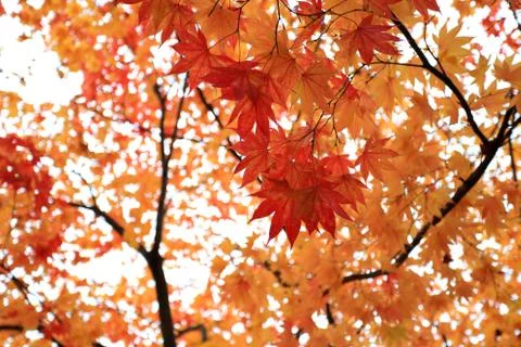 Autumn maple Stock Photos