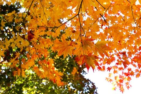 Autumn maple Stock Photos