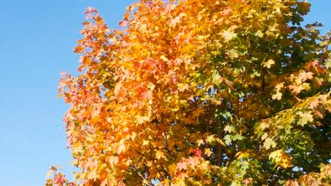 Autumn Maple 스톡 사진