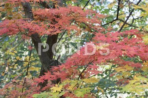 Autumn maple Stock Photos