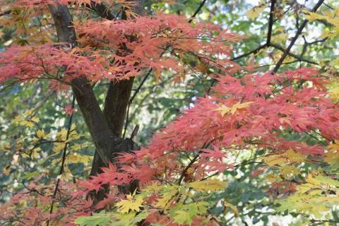Autumn maple Stock Photos