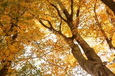 Autumn maple Stock Photos