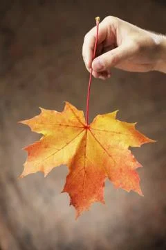 Autumn maple Stock-Fotos